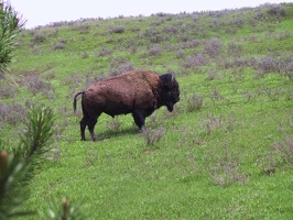 057-Yellowstone