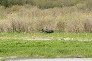 005 Wyoming 24mai15 12H02