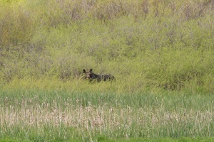 006 Wyoming 24mai15 12H04