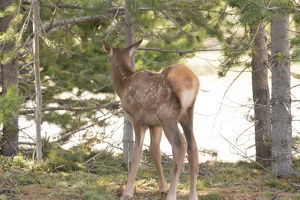039 Yellowstone 25mai15 09H27