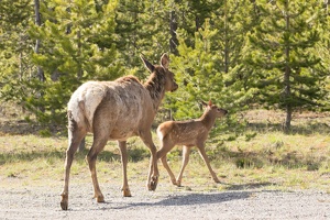 040 Yellowstone 25mai15 09H29