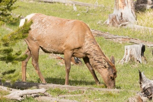 042 Yellowstone 25mai15 09H48