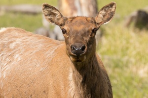 043 Yellowstone 25mai15 09H50