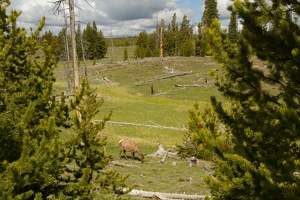 044 Yellowstone 25mai15 09H52