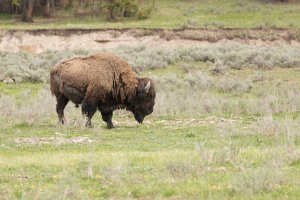 085 Yellowstone 25mai15 12H22