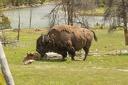 Bison