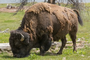 089 Yellowstone 25mai15 12H40