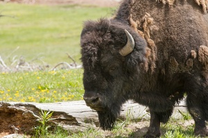 090 Yellowstone 25mai15 12H40