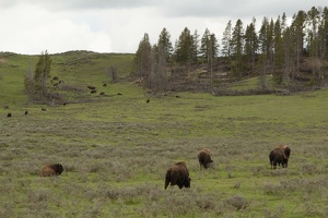092 Yellowstone 25mai15 13H56