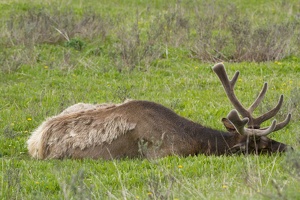 103 Yellowstone 25mai15 15H50