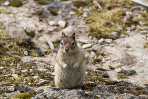 128 Yellowstone 25mai15 17H40