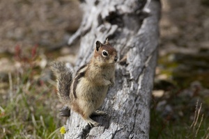 129 Yellowstone 25mai15 17H40