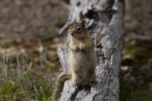 131 Yellowstone 25mai15 17H41