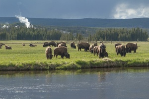 140 Yellowstone 25mai15 18H04
