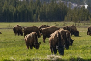 141 Yellowstone 25mai15 18H06