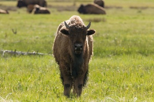 142 Yellowstone 25mai15 18H07