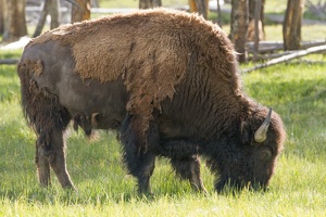 143 Yellowstone 25mai15 18H09