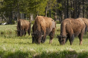 144 Yellowstone 25mai15 18H11