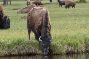 145 Yellowstone 25mai15 18H12
