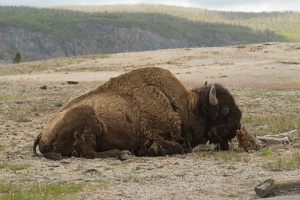 198 Yellowstone 26mai15 10H41