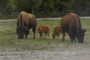 230 Yellowstone 26mai15 15H51