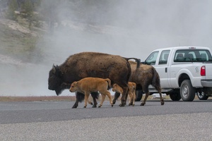 231 Yellowstone 26mai15 15H54