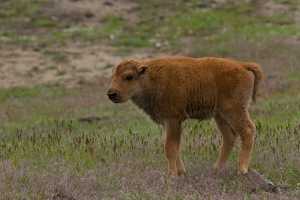 233 Yellowstone 26mai15 15H55