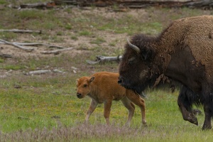 234 Yellowstone 26mai15 15H56