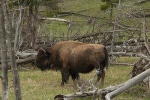 235 Yellowstone 26mai15 16H01
