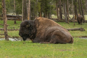 241 Yellowstone 26mai15 17H14