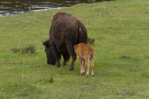 248 Yellowstone 26mai15 18H16