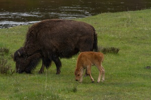 249 Yellowstone 26mai15 18H17
