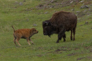 250 Yellowstone 26mai15 18H17