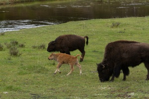 251 Yellowstone 26mai15 18H18