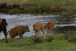 252 Yellowstone 26mai15 18H18