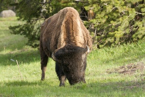 299 Yellowstone 28mai15 19H38