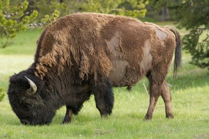 300 Yellowstone 28mai15 19H39