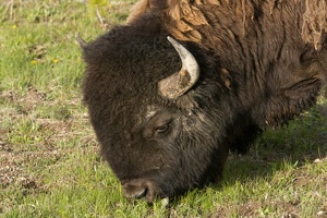 301 Yellowstone 28mai15 19H44