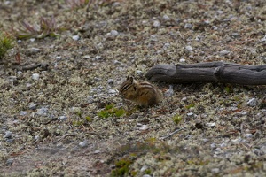 311 Yellowstone 29mai15 08H46