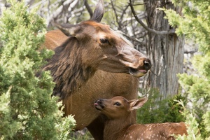 380 Yellowstone 29mai15 14H05