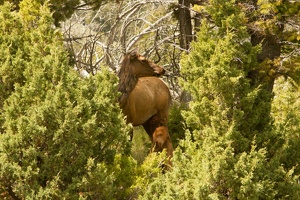 381 Yellowstone 29mai15 14H05