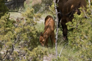 382 Yellowstone 29mai15 14H06
