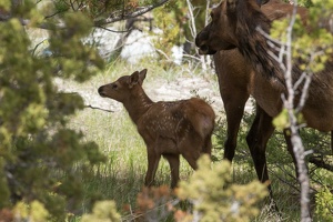 383 Yellowstone 29mai15 14H07