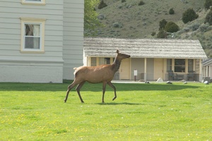 417 Yellowstone 29mai15 16H45
