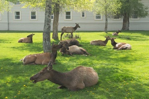 418 Yellowstone 29mai15 16H47