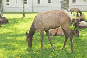 419 Yellowstone 29mai15 16H47