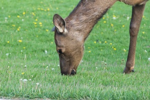 433 Yellowstone 29mai15 19H44