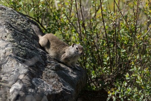 439 Yellowstone 30mai15 09H29
