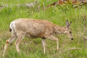466 Yellowstone 31mai15 09H01