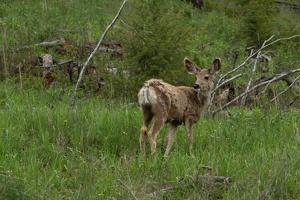 467 Yellowstone 31mai15 09H02
